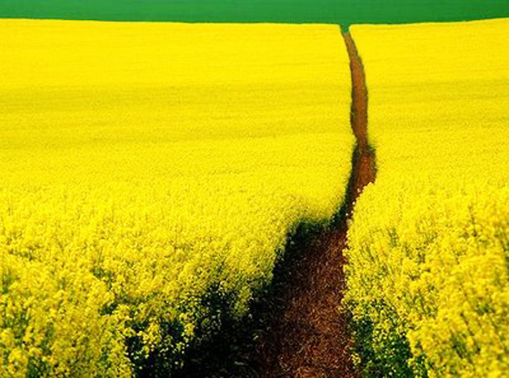 Stunningmesh - Amazing Roads and Paths making the Art Amazing Paths Making The Art